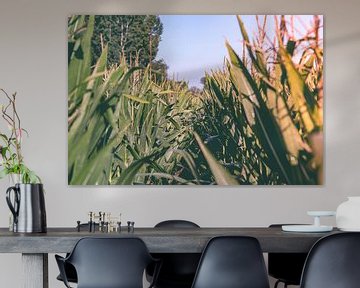 Through the cornfield by Davy Vernaillen