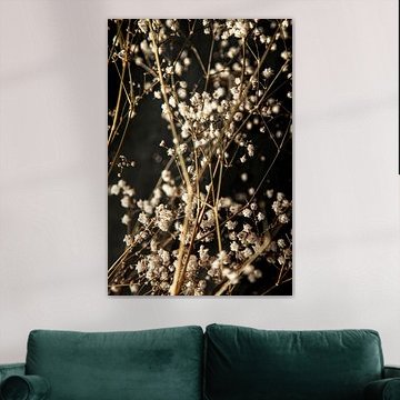 Gypsophila by Melanie Schat