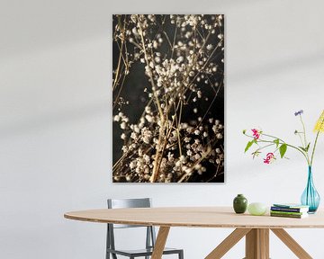 Gypsophila by Melanie Schat