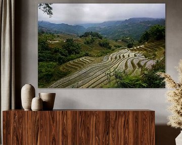 Rice fields Vietnam