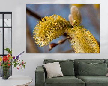 Chaton saule à fleurs avec pollen sur Ester Ammerlaan