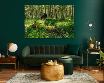 Paysage forestier de landes allemandes avec fougères, herbes et arbres à feuilles caduques en été sur Hans-Jürgen Janda