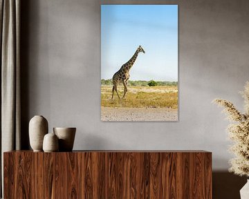 giraffe en profile in Namibia by Kirstin Kraaijveld