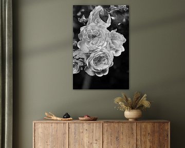 Ein Rosenstrauß in schwarz-weiß von Gerard de Zwaan