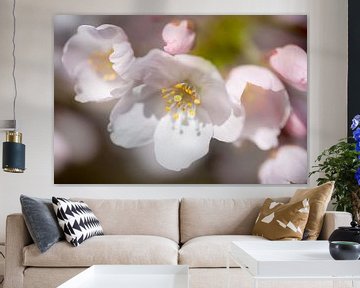 Cherry blossom in bloom. by Erik de Rijk