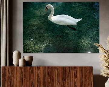 Swan Annecy by Mariska Hofman