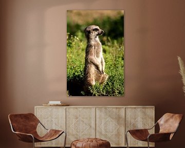 Meerkat by Kim de Groot