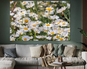 Wild daisies up close by Ruud Morijn