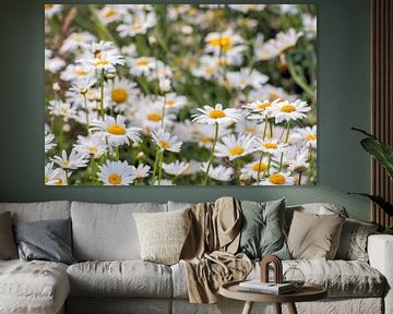 Marguerites sauvages de près