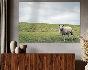Porträt eines Schafes am Fuße eines niederländischen Deiches