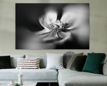 Anemone in black and white by Leo Langen