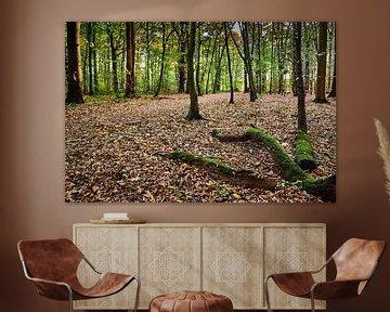 Met mos bedekte omgevallen boomstammen in het bos in de herfstmaanden van 77pixels