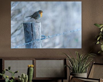 Robin in the winter sun by Paul Lagendijk