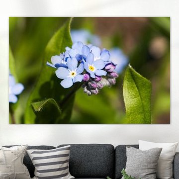 Forget-me-not in spring