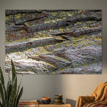 Baumrinde - Struktur