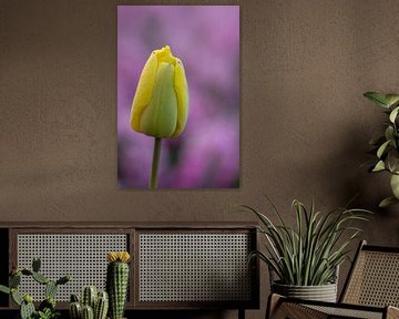 Gele tulp met paarse achtergrond.