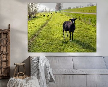 Frisch rasierte schwarze Schafe in niederländischer Landschaft