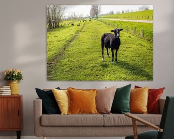 Pas geschoren zwart schaap in Nederlands landschap van Ruud Morijn