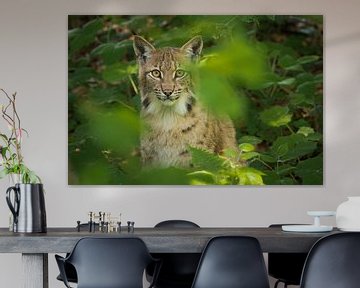 A young lynx is looking through the leaves by Tobias Luxberg