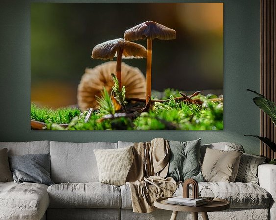 Aperçu de la chambre