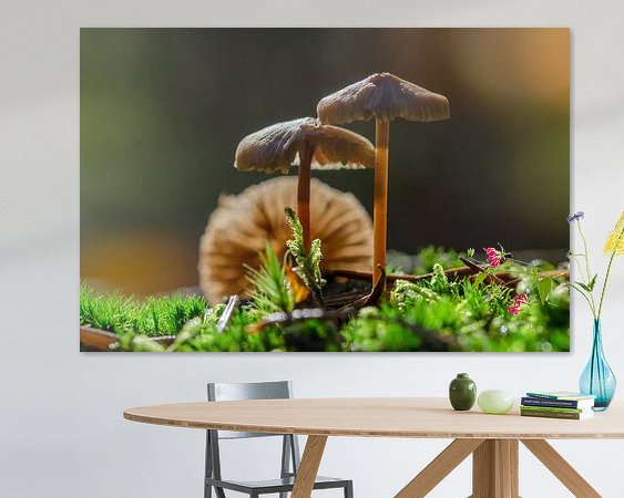 Aperçu de la chambre