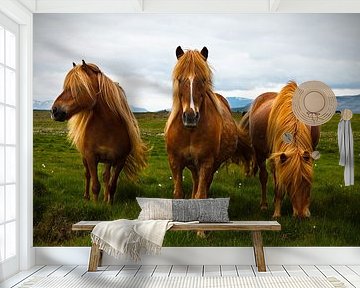 Icelandic Horses by Arnold van Wijk