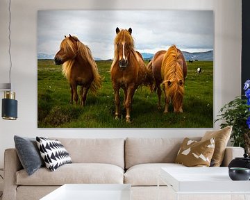 Icelandic Horses by Arnold van Wijk