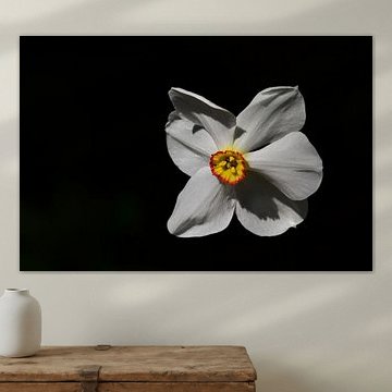 Narcisse des poètes