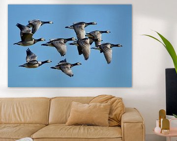 Barnacle geese in full flight