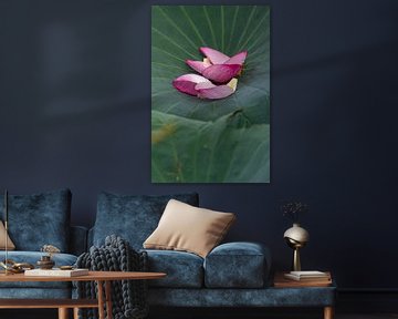 Lotus by ton vogels