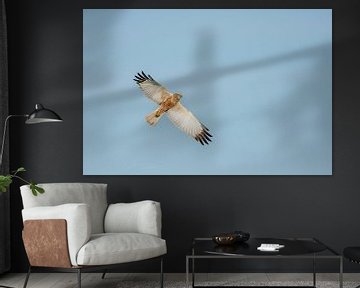 Vliegende bruine kiekendief. van Erik de Rijk