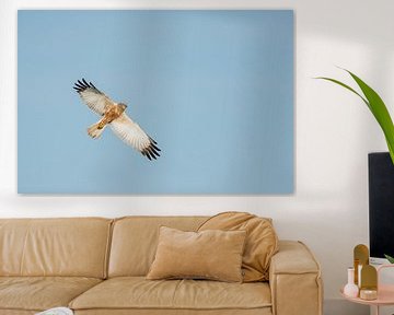 Vliegende bruine kiekendief. van Erik de Rijk