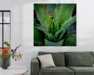 Spiky plant by Ineke Huizing