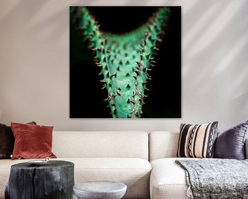 Cactus beauté sur Ineke Huizing