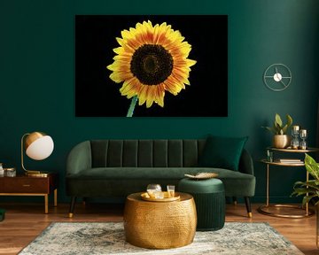 Tournesol sur MSP Canvas