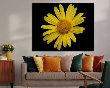 Gele bloem van MSP Canvas