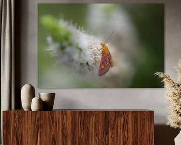 Menthe mouche sur Moetwil en van Dijk - Fotografie