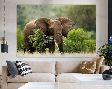 Eléphant d'Afrique (Loxodonta africana) avec une grande branche d'arbre dans sa bouche sur Nature in Stock