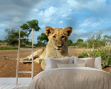 Jonge leeuw (Panthera leo) liggend op de grond, Hoedspruit, Nationaal Park Kruger, Zuid-Afrika van Nature in Stock