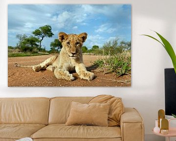 Lion (Panthera leo) cub lying on the ground, Hoedspruit, Kruger National Park, South Africa