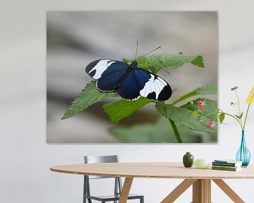 Tropische vlinder 2