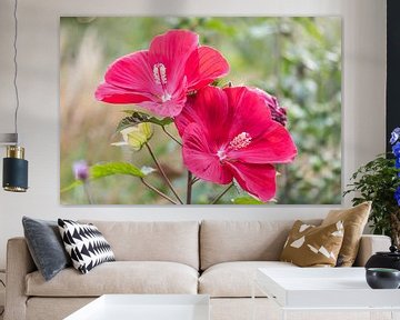 rode hibiscus van Tania Perneel