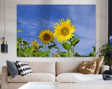 Grote zonnebloemen van Claudia Evans