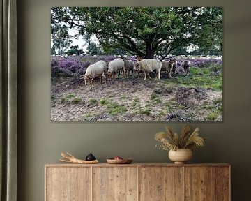 Drenthe heather sheep by Jeannette Penris