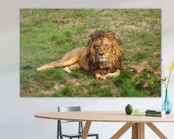 Roi Lion