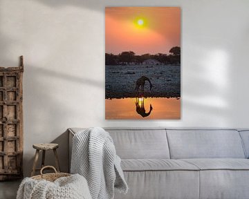 Boire de la girafe au coucher du soleil sur Menso van Westrhenen