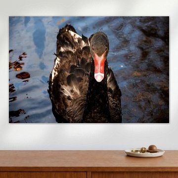 Schwarzer Schwan auf dem Wasser von Corine Dekker