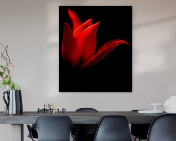Nahaufnahme rote Tulpe von MSP Canvas