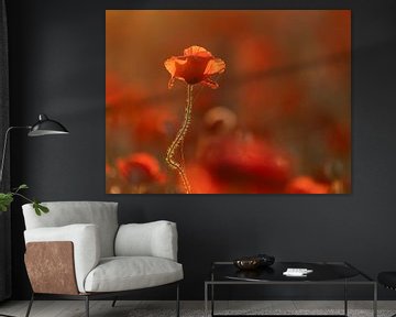 Coquelicot dans la lumière du matin sur Judith Borremans