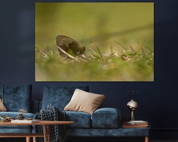 Hooibeestje in het veen van Stefan Wiebing Photography